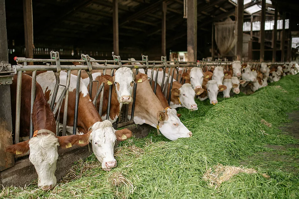 Additius en Alimentació Animal: Tipus i Beneficis